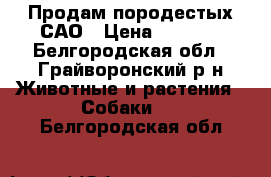 Продам породестых САО › Цена ­ 4 000 - Белгородская обл., Грайворонский р-н Животные и растения » Собаки   . Белгородская обл.